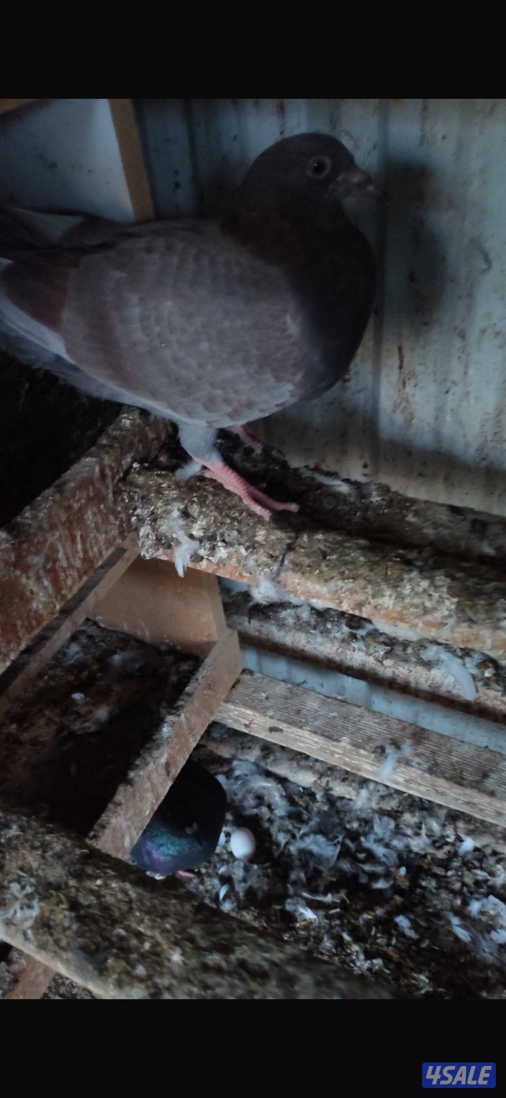للبيع حمام لحم الوزان1