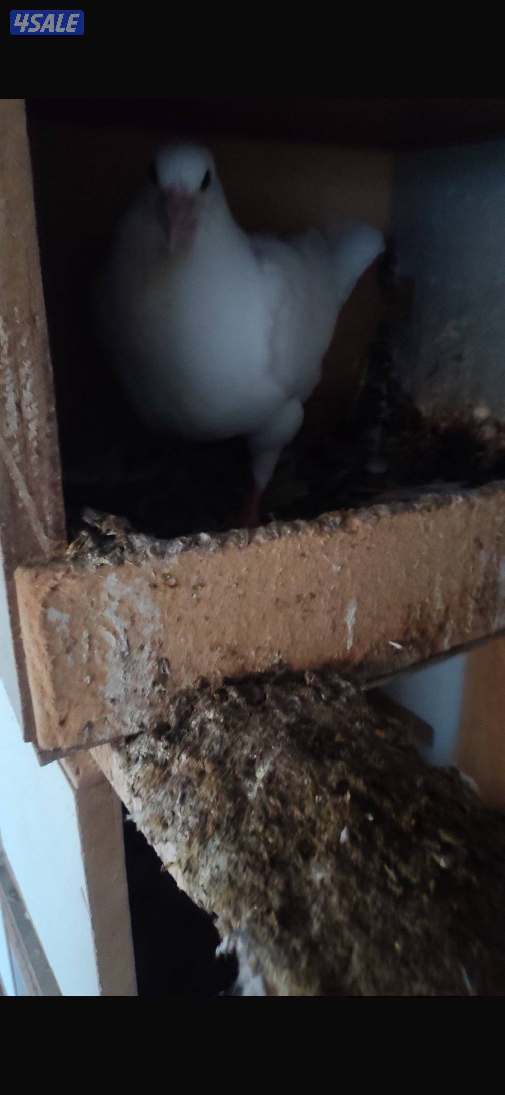 للبيع حمام لحم الوزان2