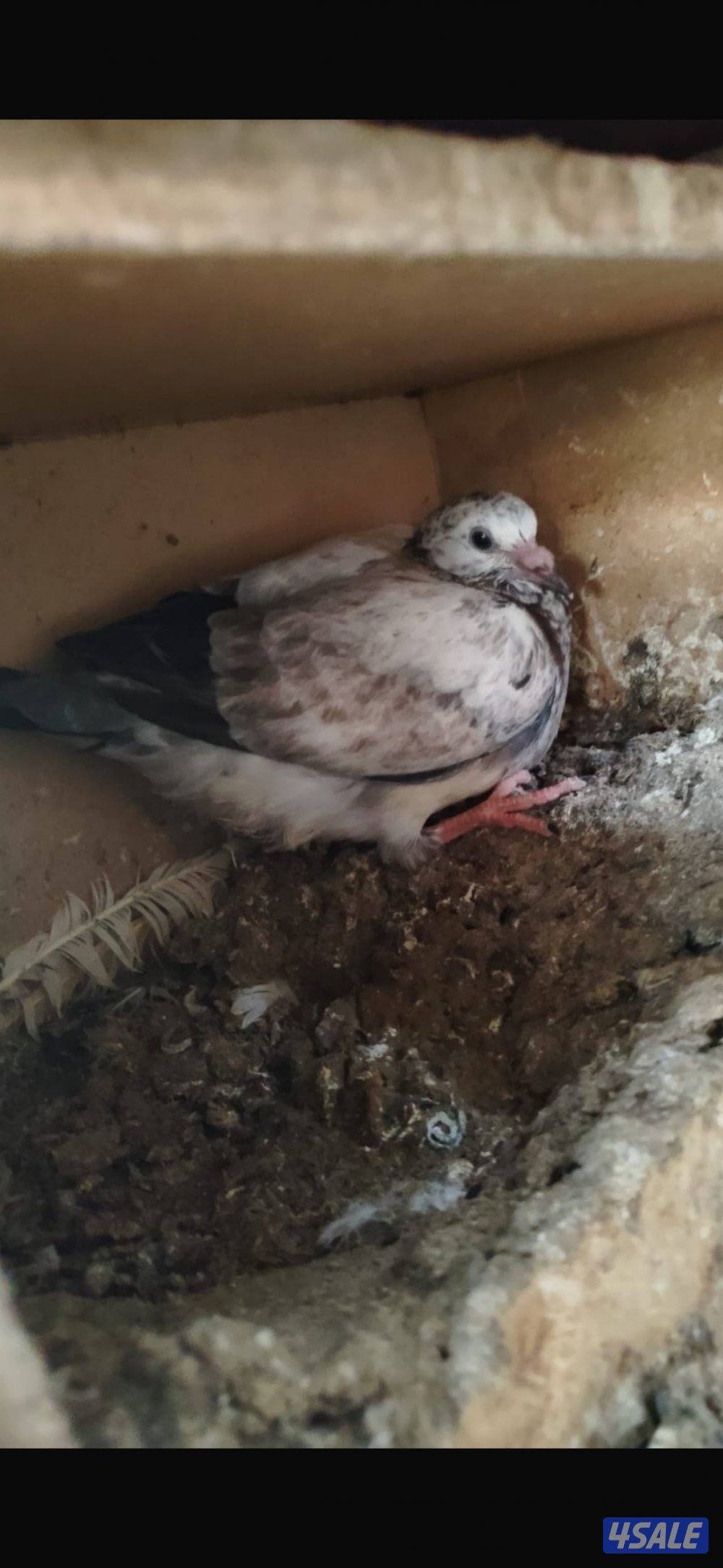 للبيع حمام لحم الوزان3