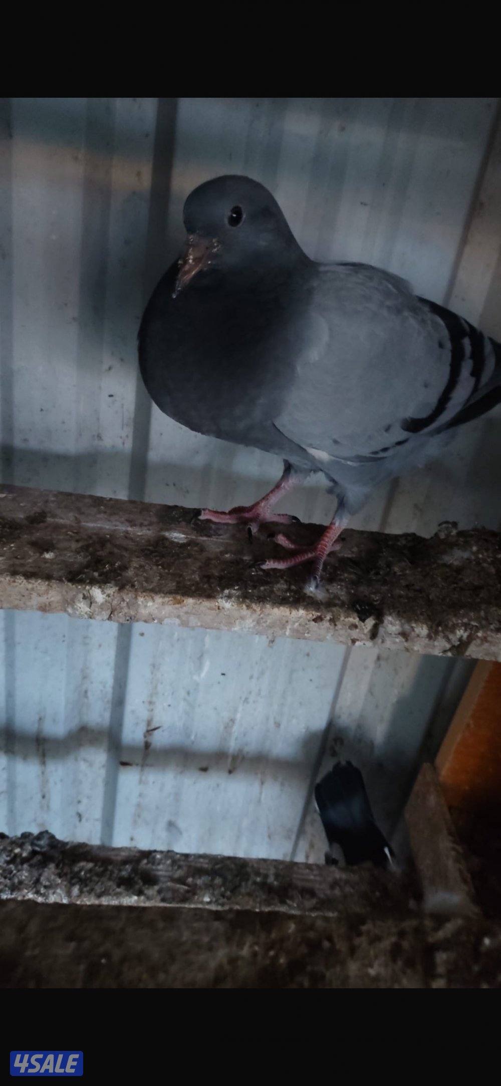 للبيع حمام لحم الوزان5