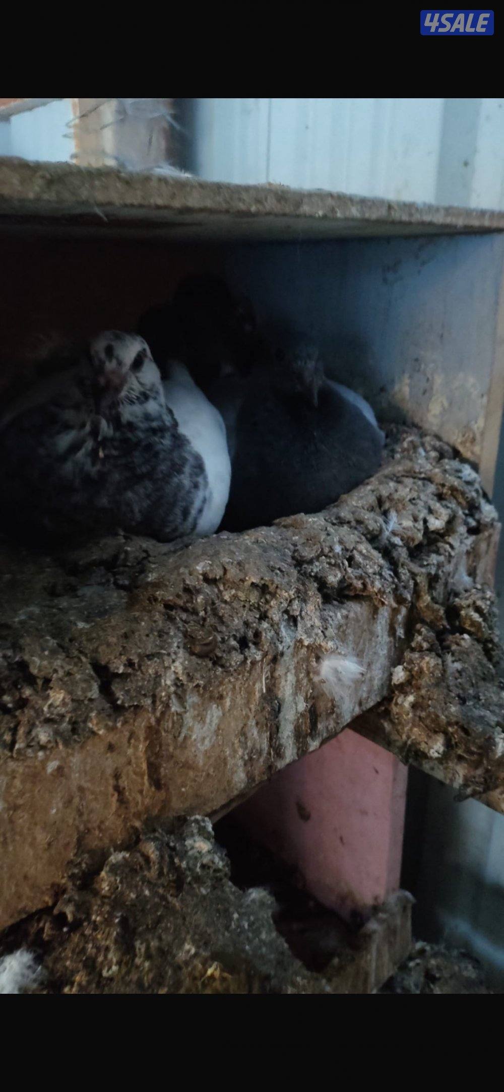 للبيع حمام لحم الوزان6
