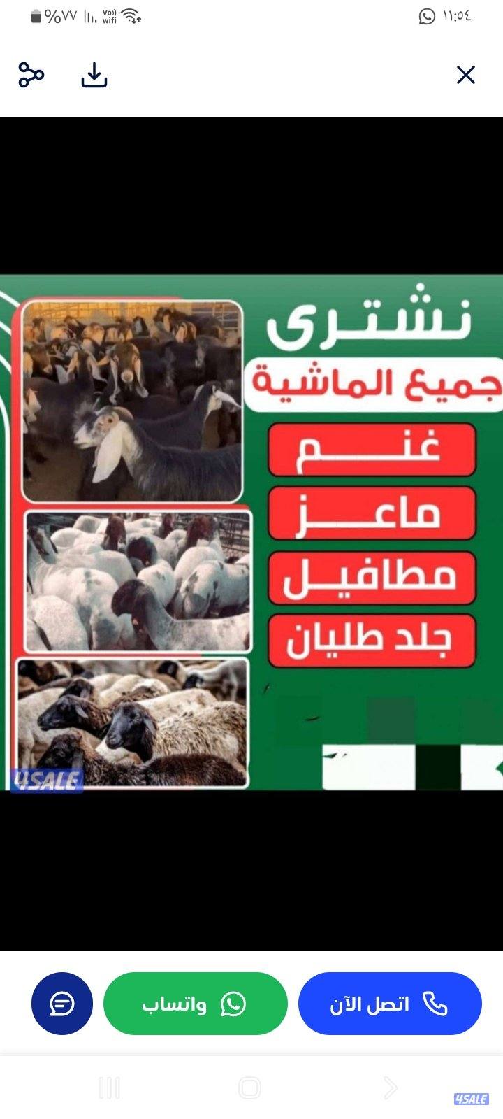 نشتري غنم معزه جميع انواع الحلال0