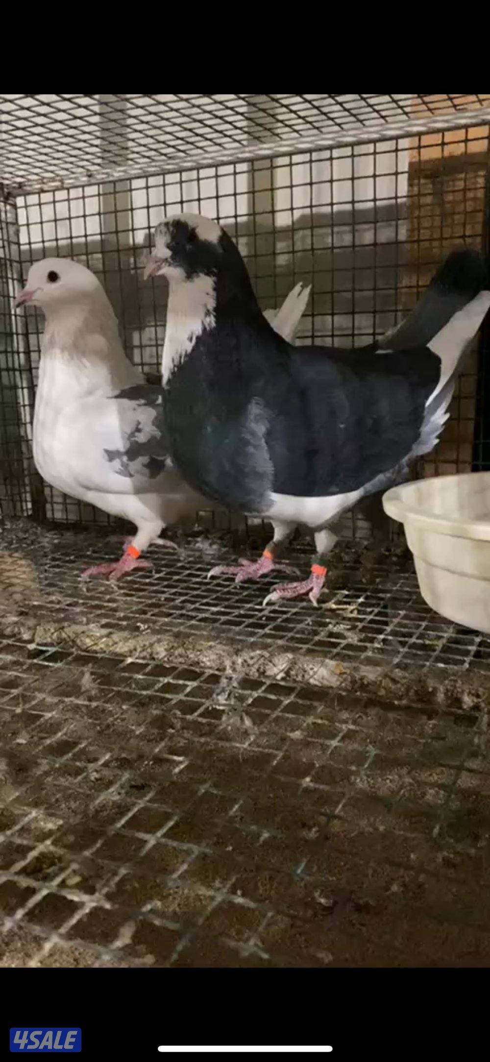 للبيع اربع أزواج حمام الوزان شبب و أحجام طيبه0