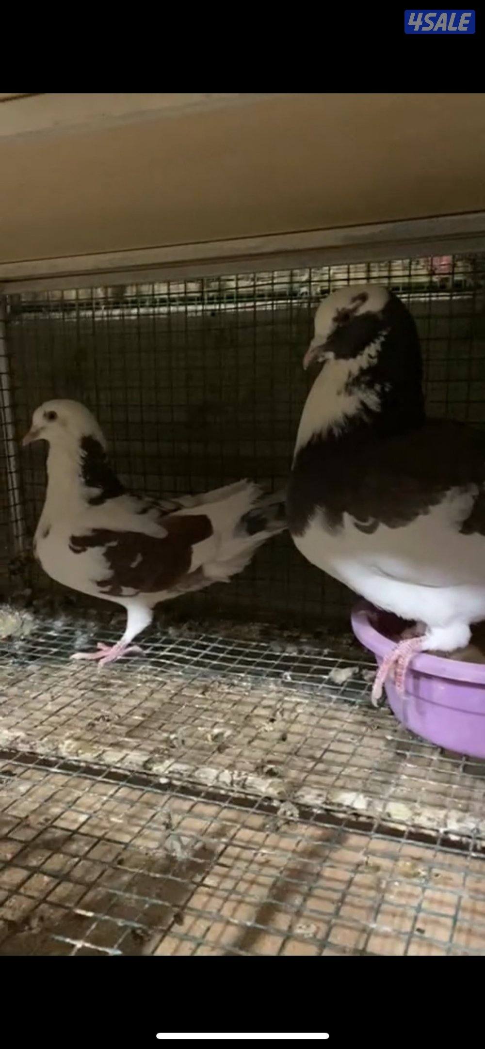 للبيع اربع أزواج حمام الوزان شبب و أحجام طيبه2