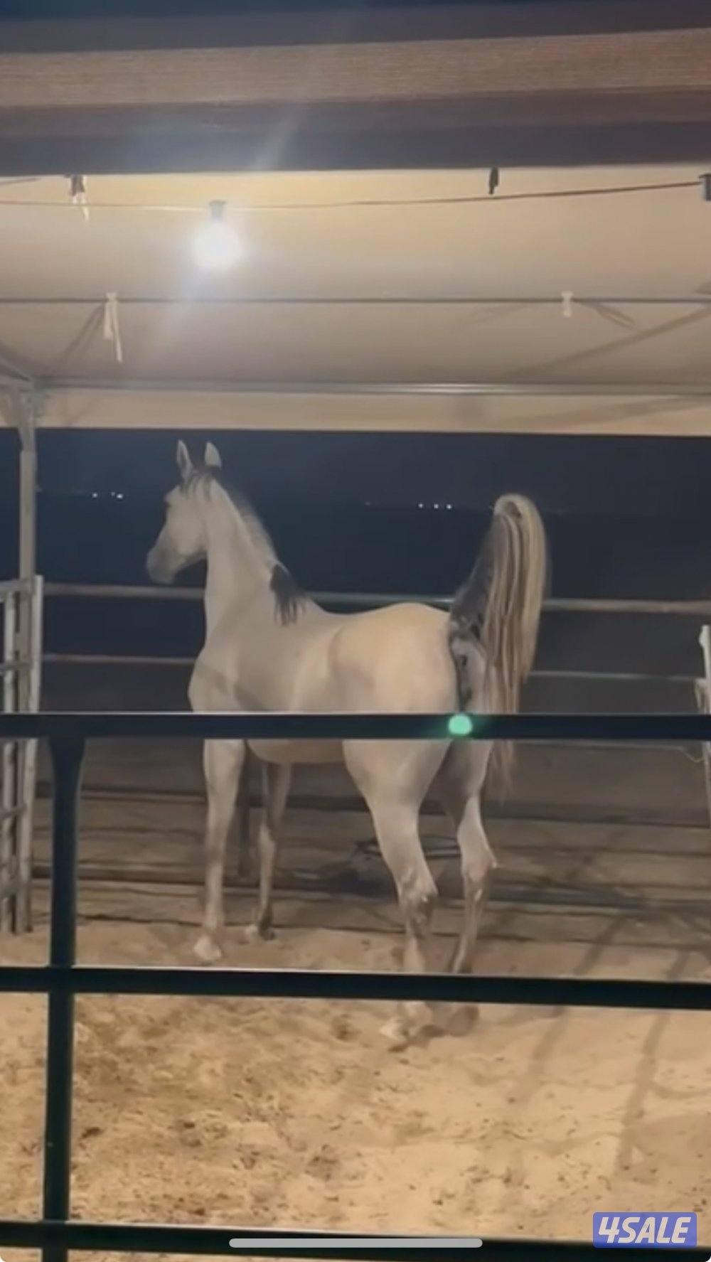 فرس فرنسيه بنت بندر لوق غلبه جابت الأول بنادي مواليد ٢٠١٨0