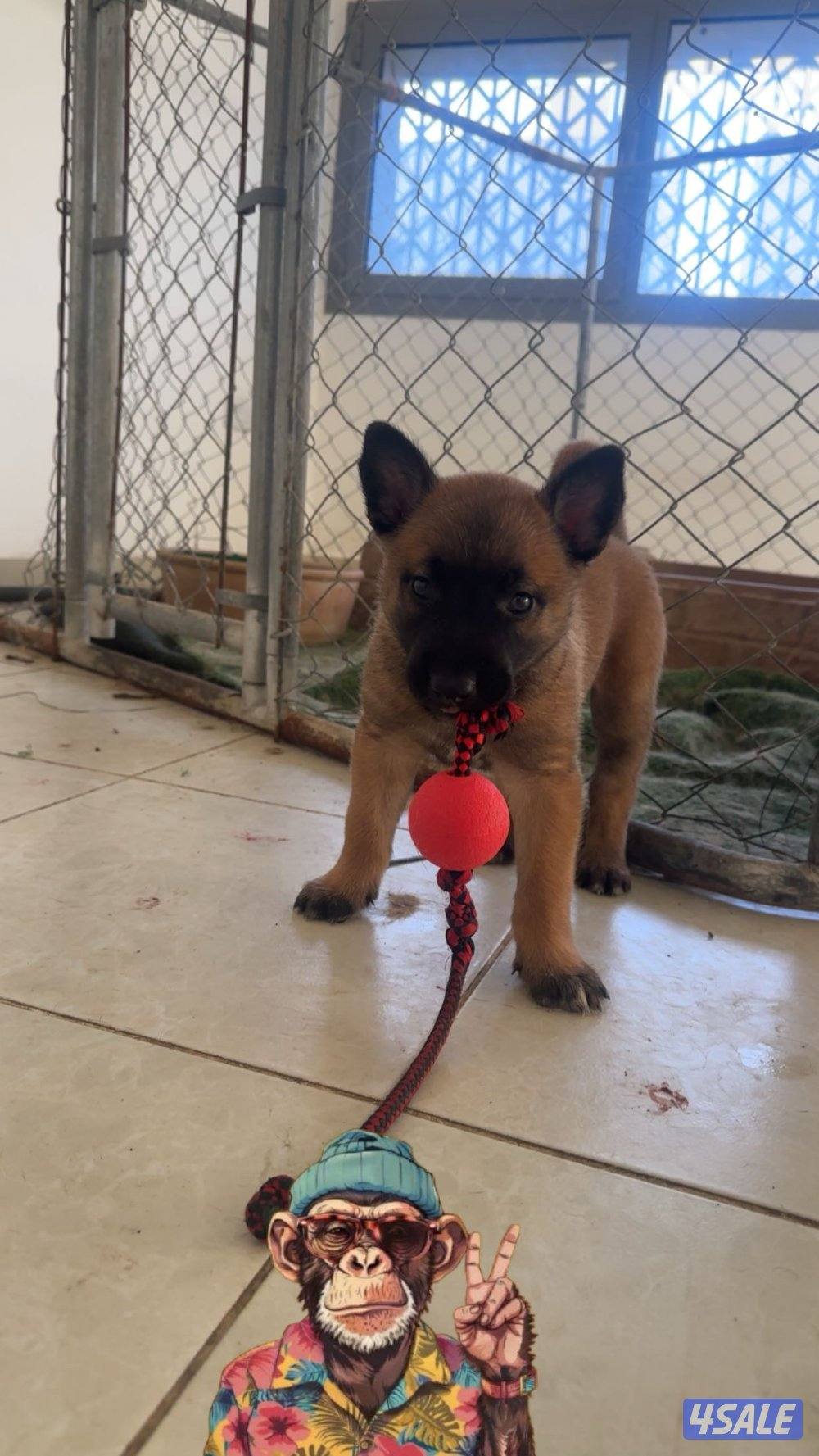 للبيع جرو مالينو مستوى طيب0