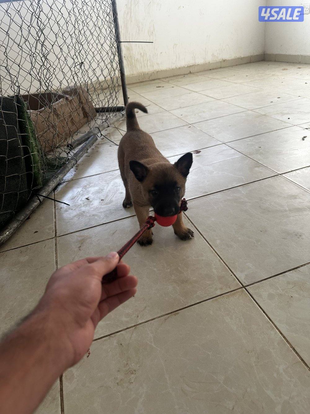 للبيع جرو مالينو مستوى طيب1