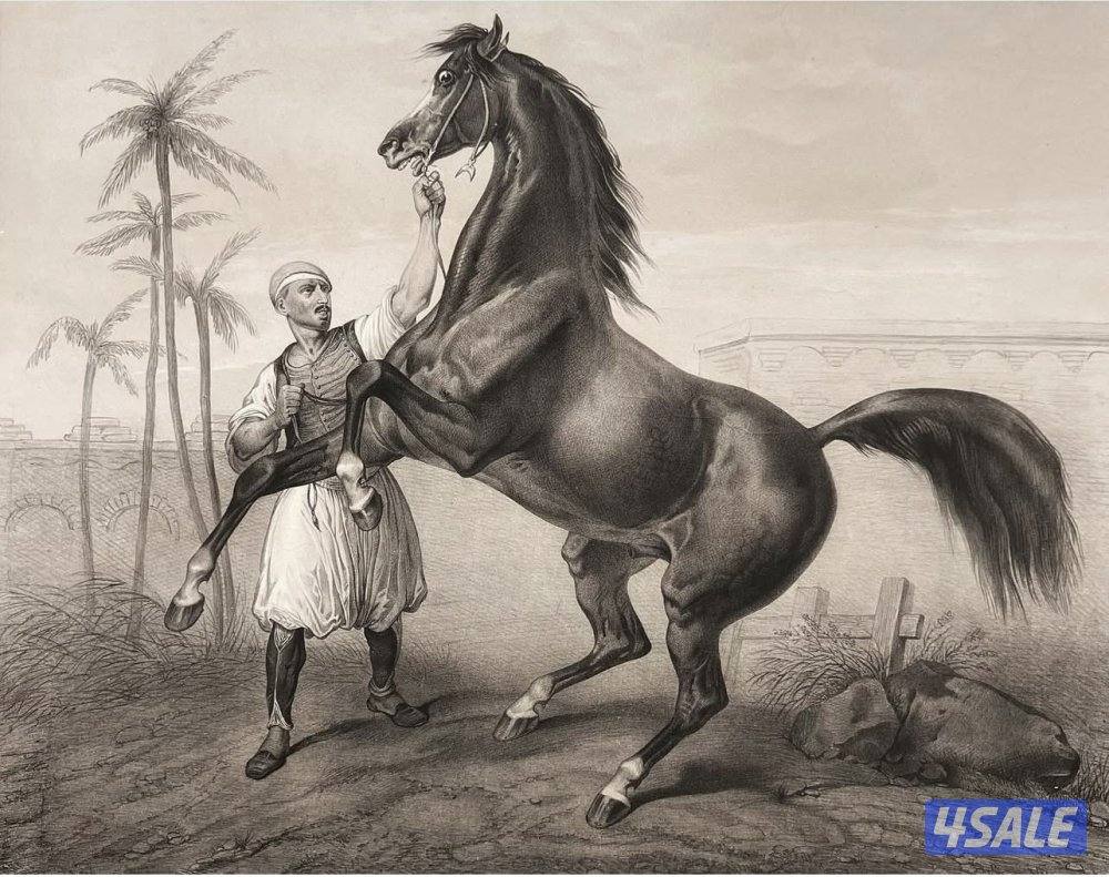 فرس مصريه بيـور0