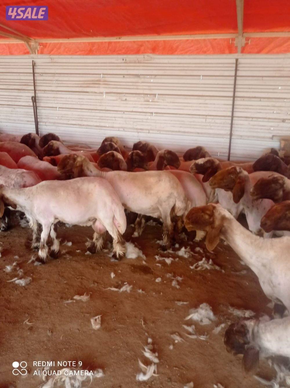 حلاق الغنم0