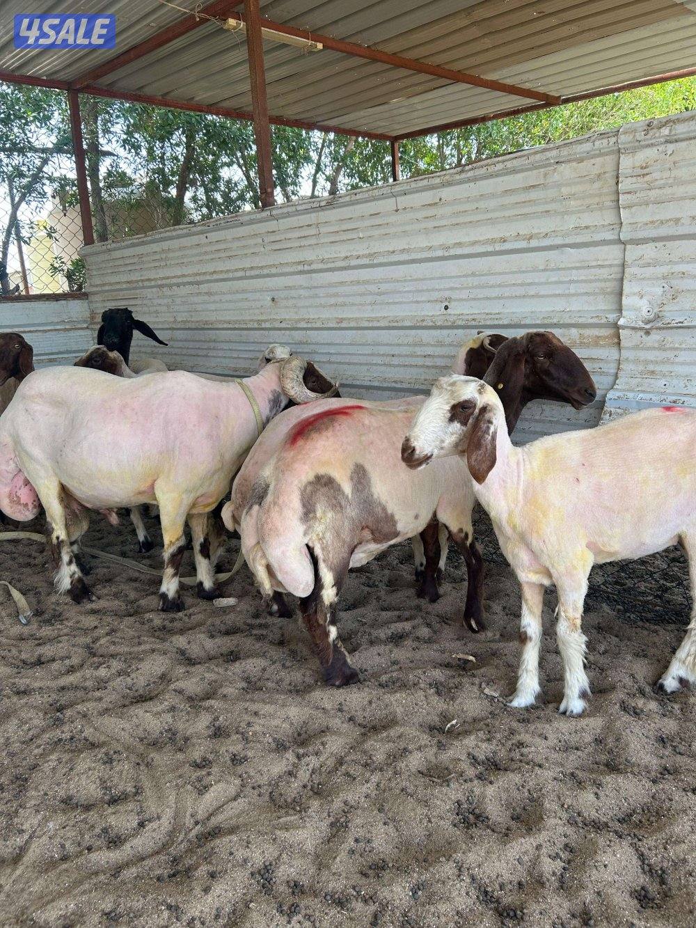 حلاق الغنم3