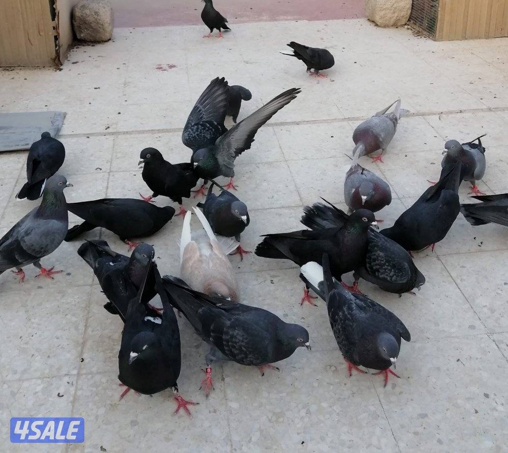 للبيع حمام لوت شرط المطيار0