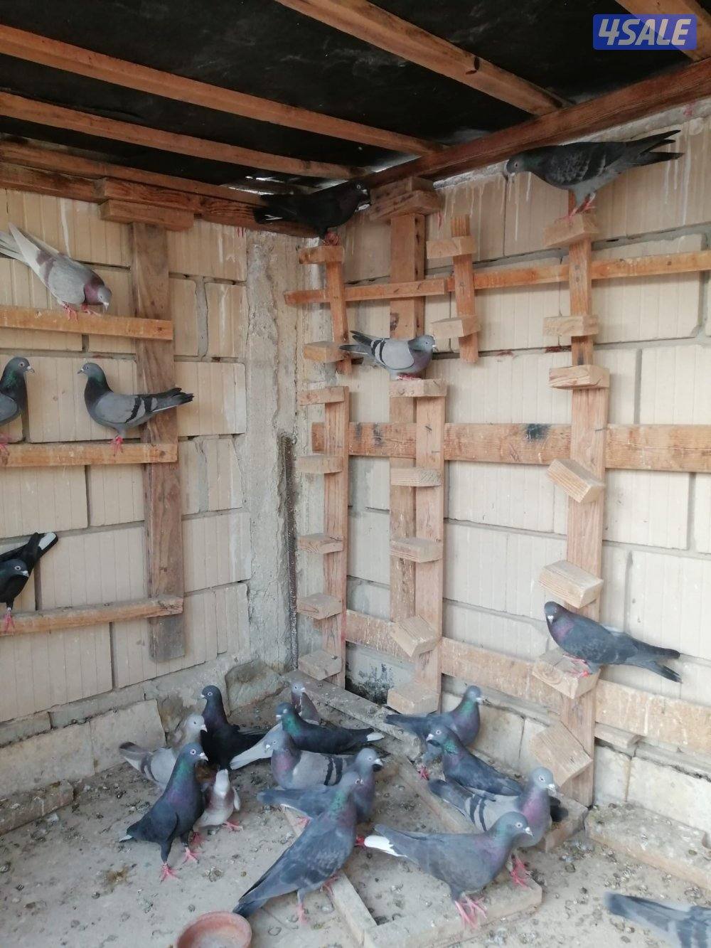 للبيع حمام لوت شرط المطيار1