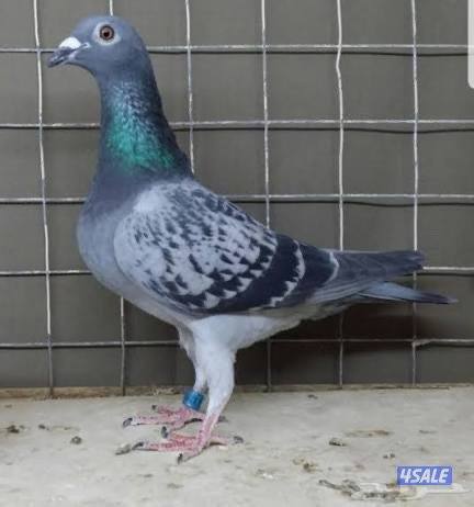 للبيع طبات حمام زاجل العمر شهر وشوي0