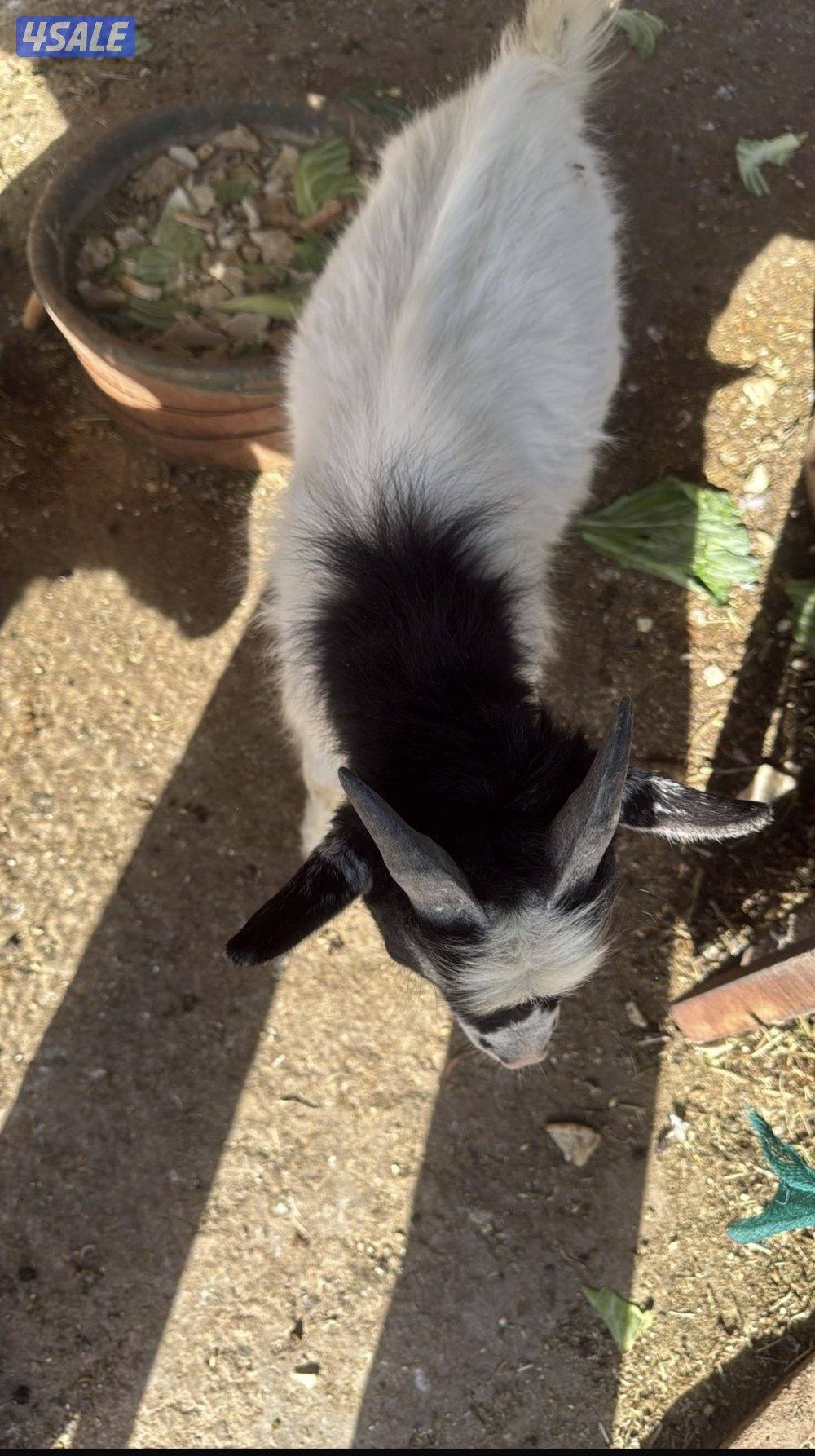 تيس وصخله جيكي السعر 150 قابل للمساومة  جذع من 3 إلى 12 شهر0