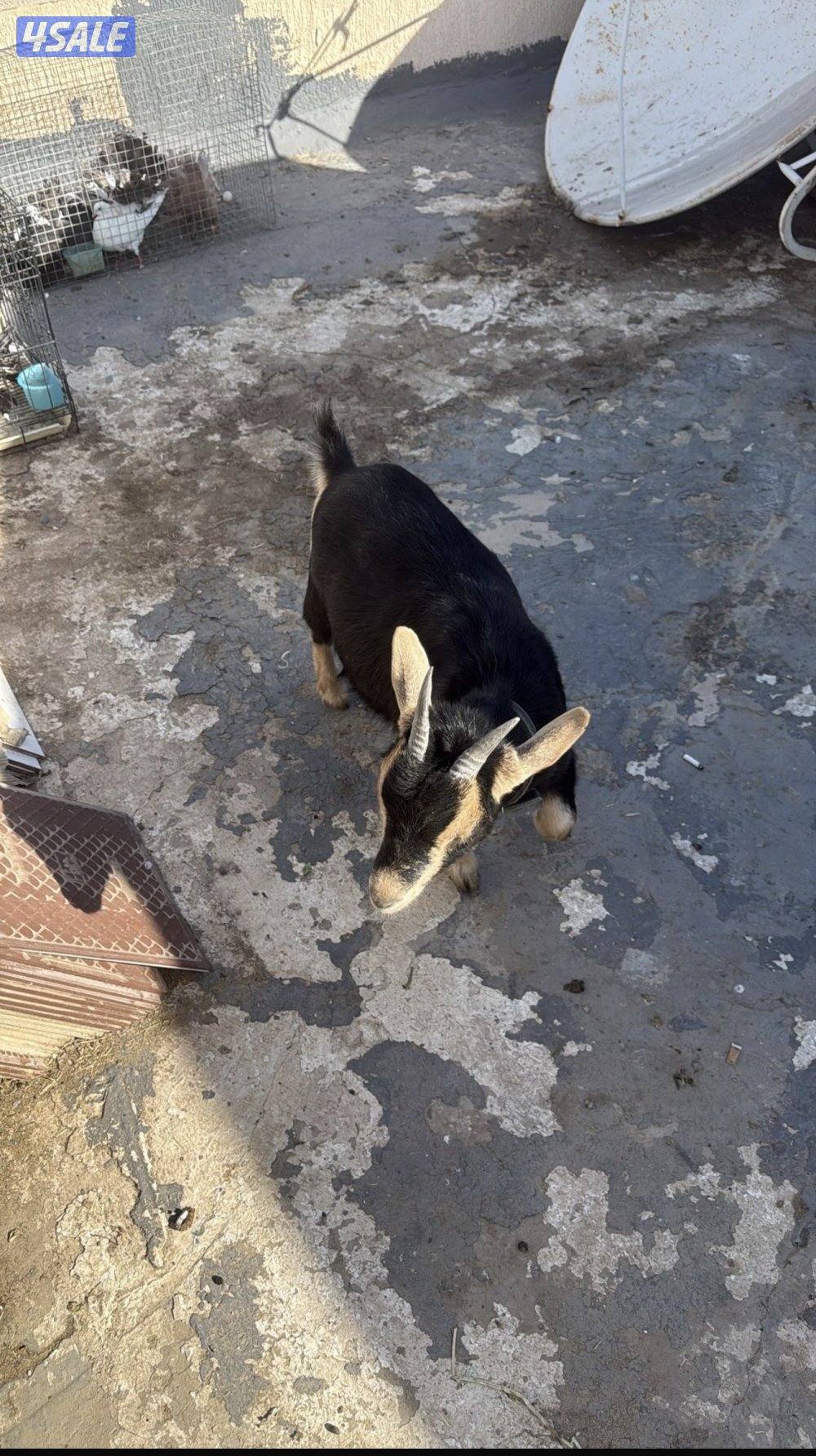 تيس وصخله جيكي السعر 150 قابل للمساومة  جذع من 3 إلى 12 شهر1