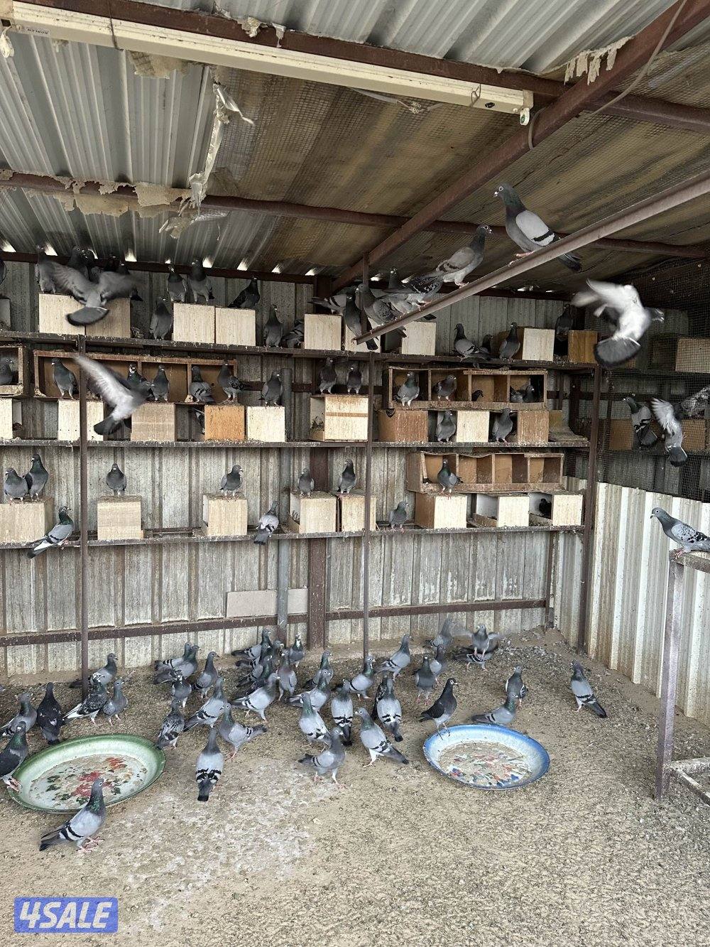 حمام زاجل مزارع الوفره0