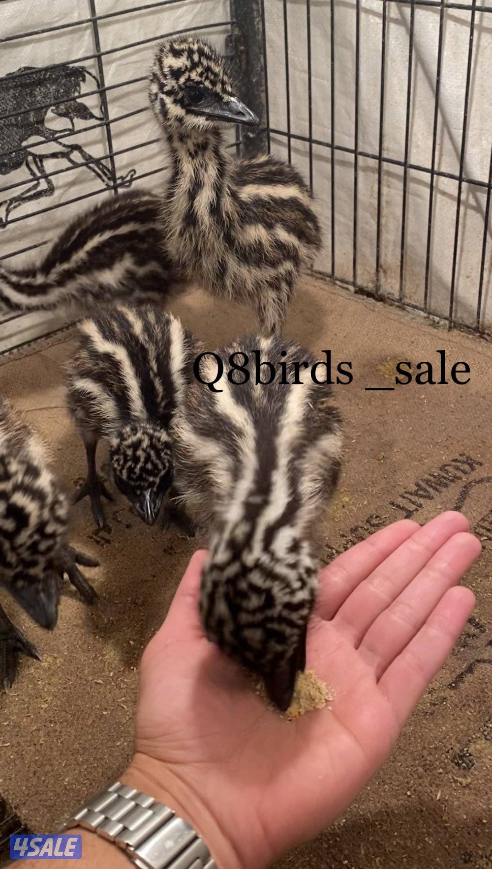 فروخ وقطيع نعام الايمو0