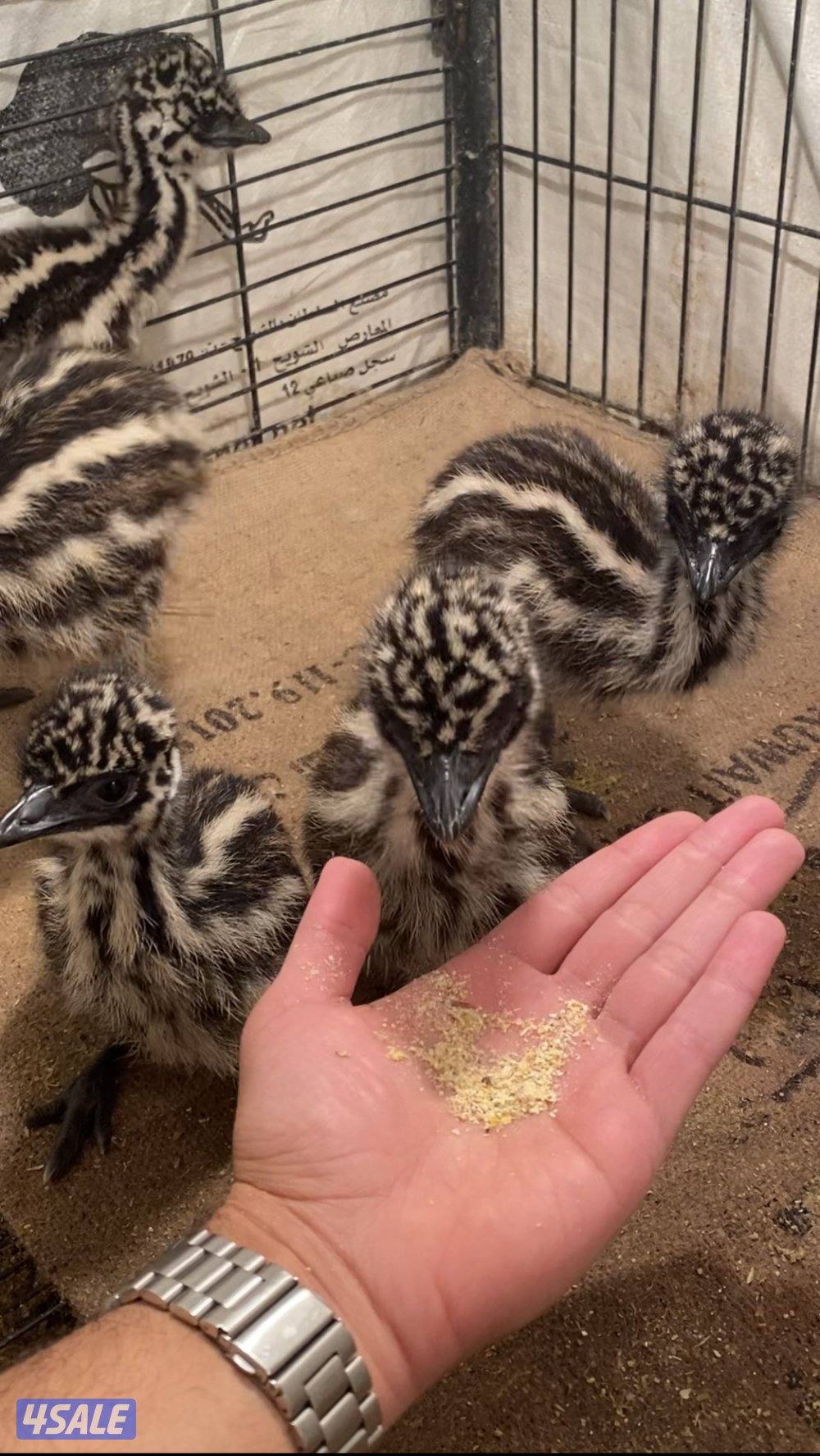 فروخ وقطيع نعام الايمو1