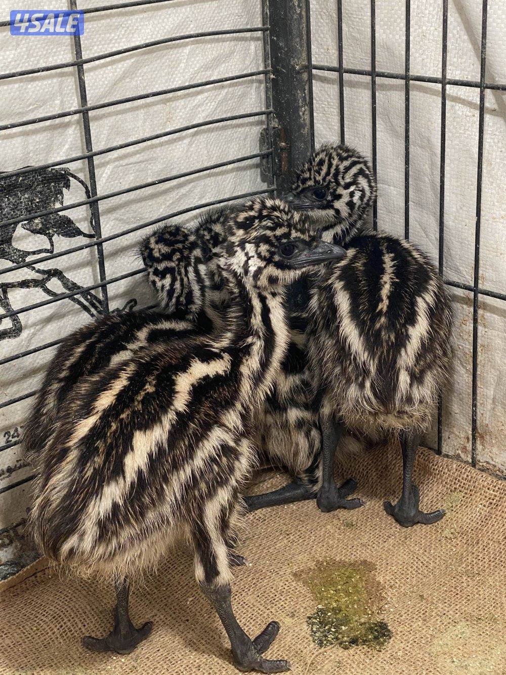 فروخ وقطيع نعام الايمو2