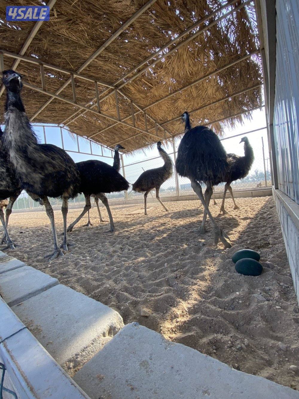 فروخ وقطيع نعام الايمو3