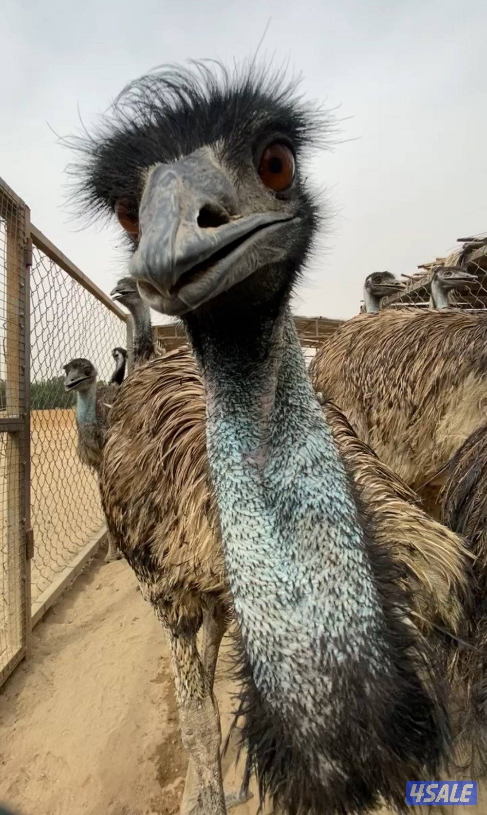 فروخ وقطيع نعام الايمو4