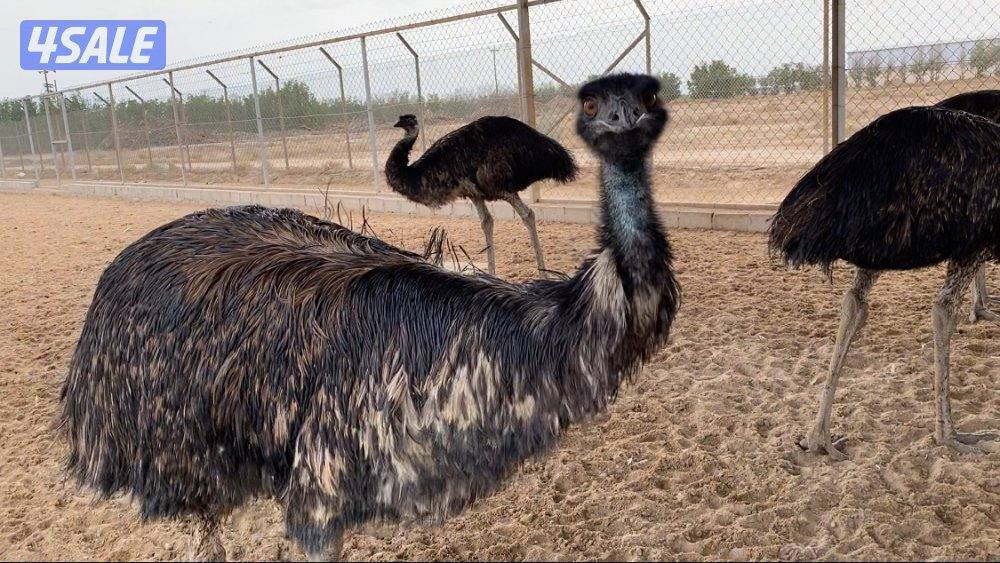 فروخ وقطيع نعام الايمو5