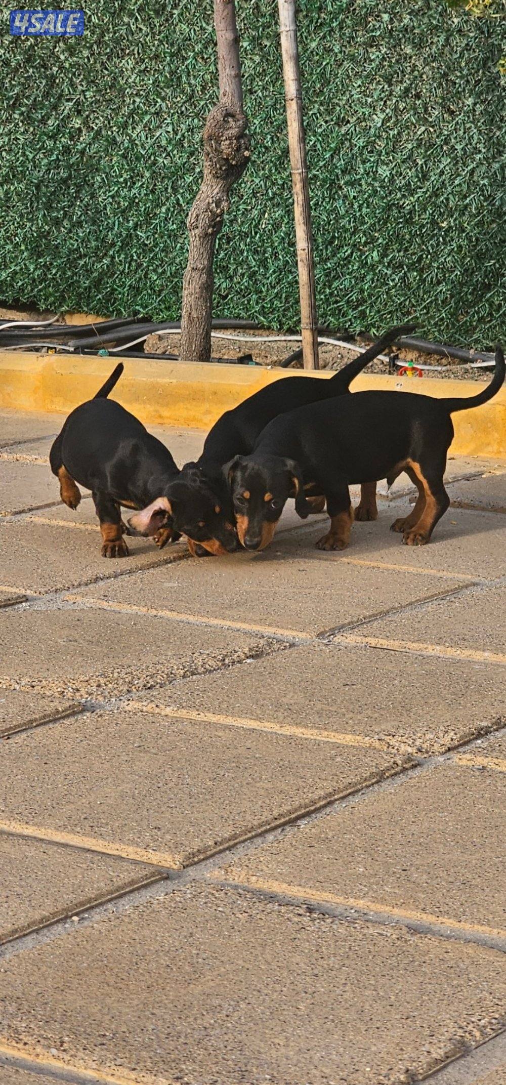 للبيع كلاب دوتش هاوند العمر ٣ اشهر مطعمين  مواليد ٢٠٢٥/١٢/٢٥0