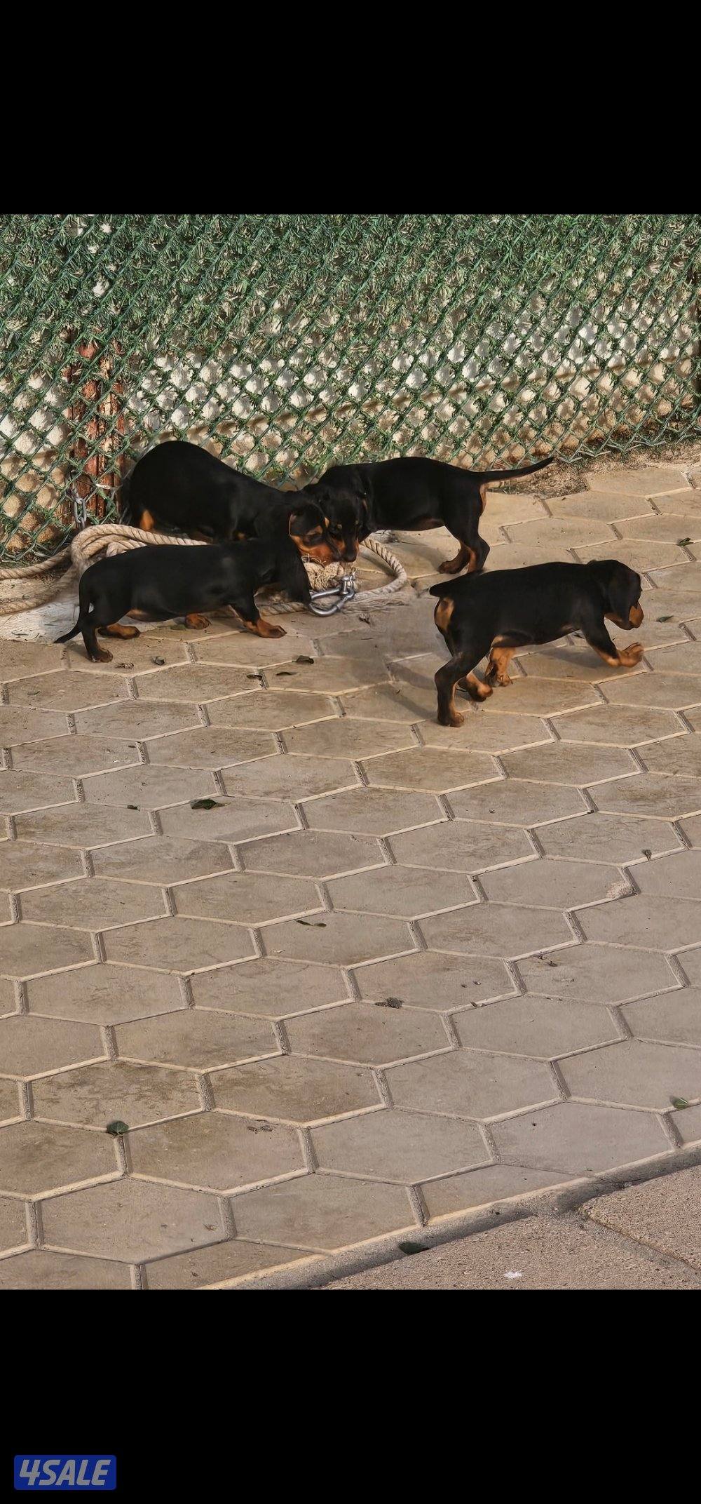 للبيع كلاب دوتش هاوند العمر ٣ اشهر مطعمين  مواليد ٢٠٢٥/١٢/٢٥1