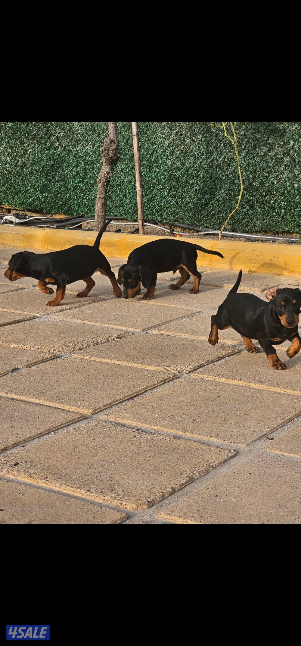 للبيع كلاب دوتش هاوند العمر ٣ اشهر مطعمين  مواليد ٢٠٢٥/١٢/٢٥2