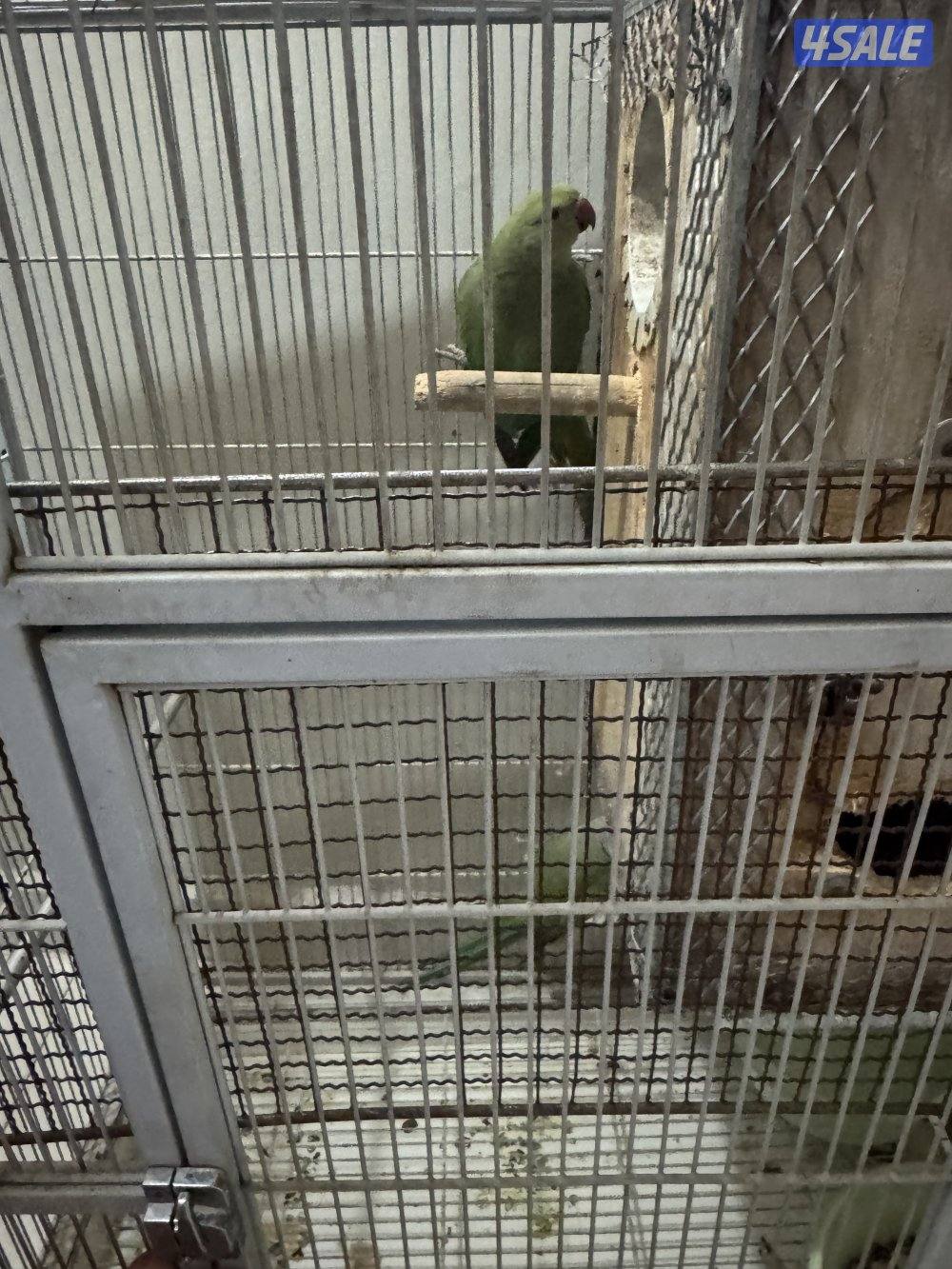 للبيع زوج بي بي متاو هولندي0