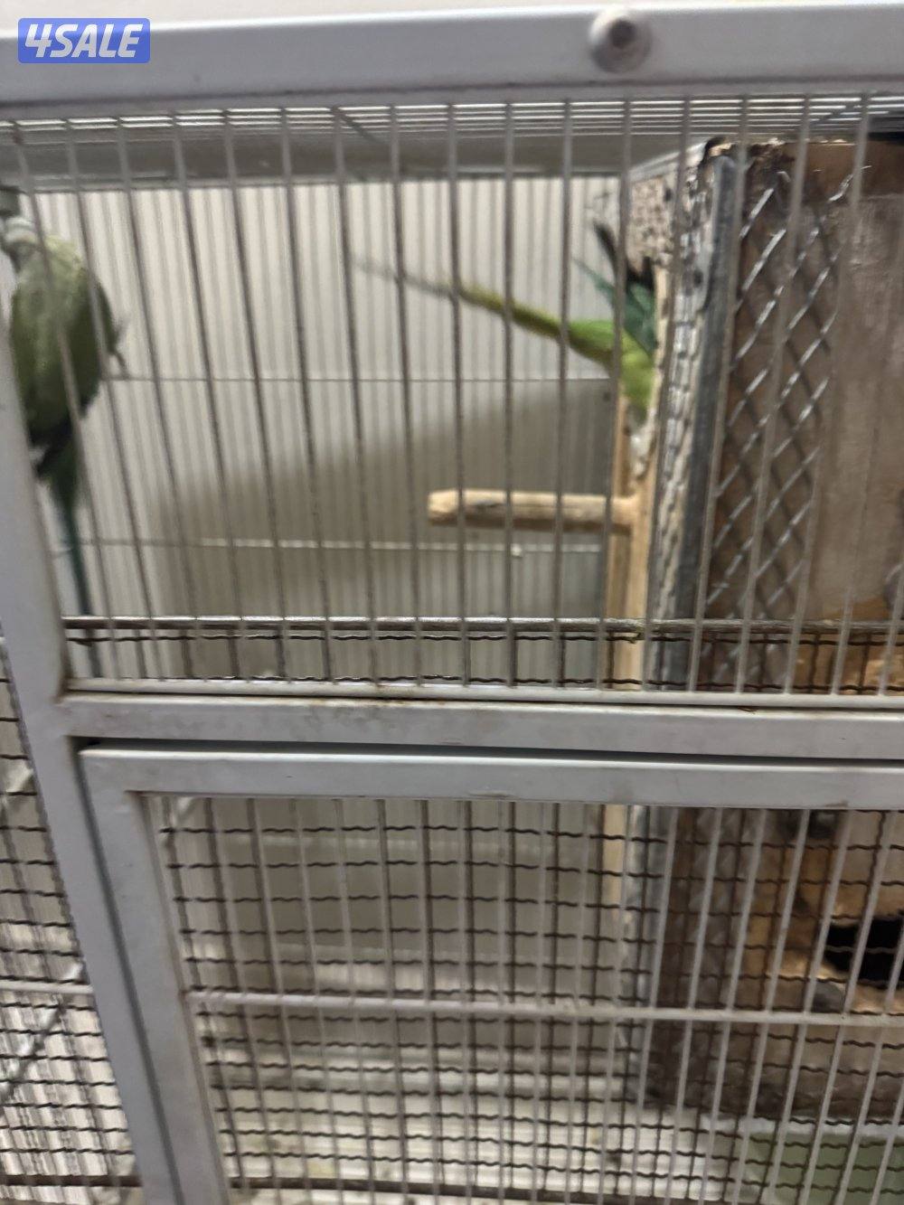 للبيع زوج بي بي متاو هولندي1