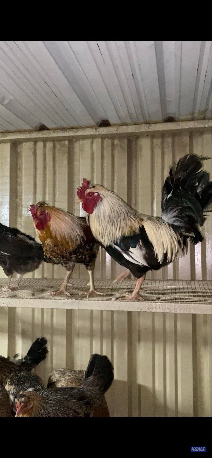 للبيع دجاج عربي قديم بياض0