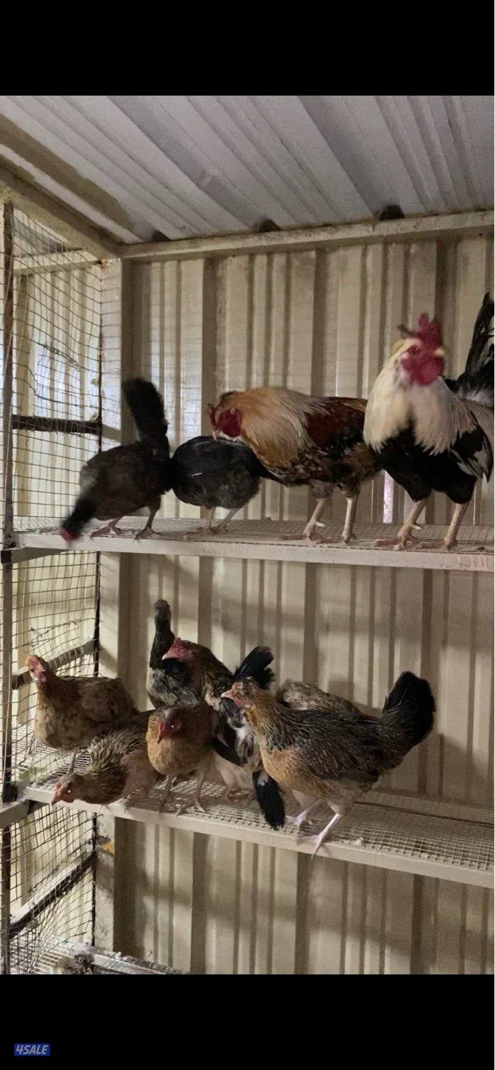 للبيع دجاج عربي قديم بياض1