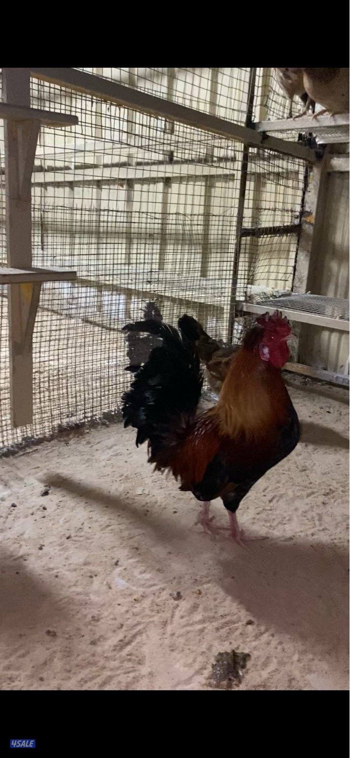 للبيع دجاج عربي قديم بياض3