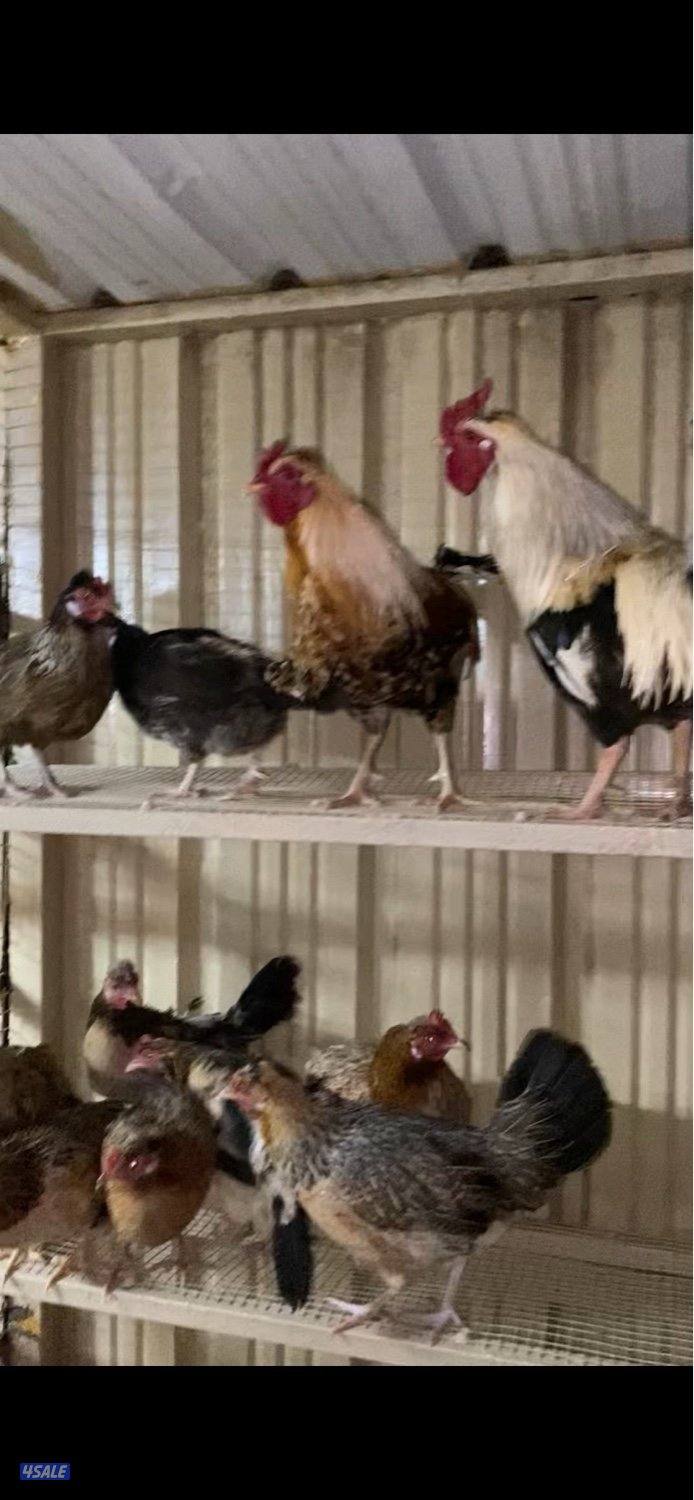 للبيع دجاج عربي قديم بياض4