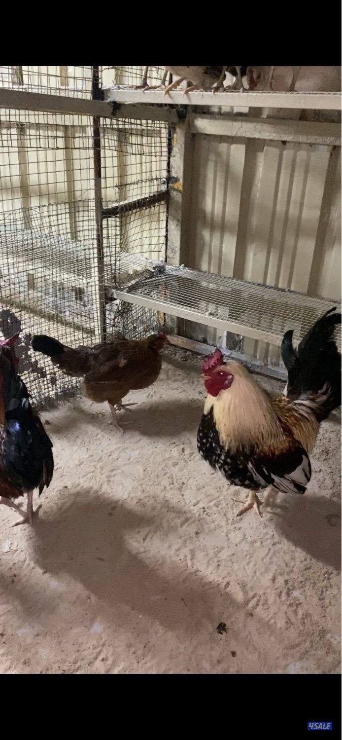 للبيع دجاج عربي قديم بياض5