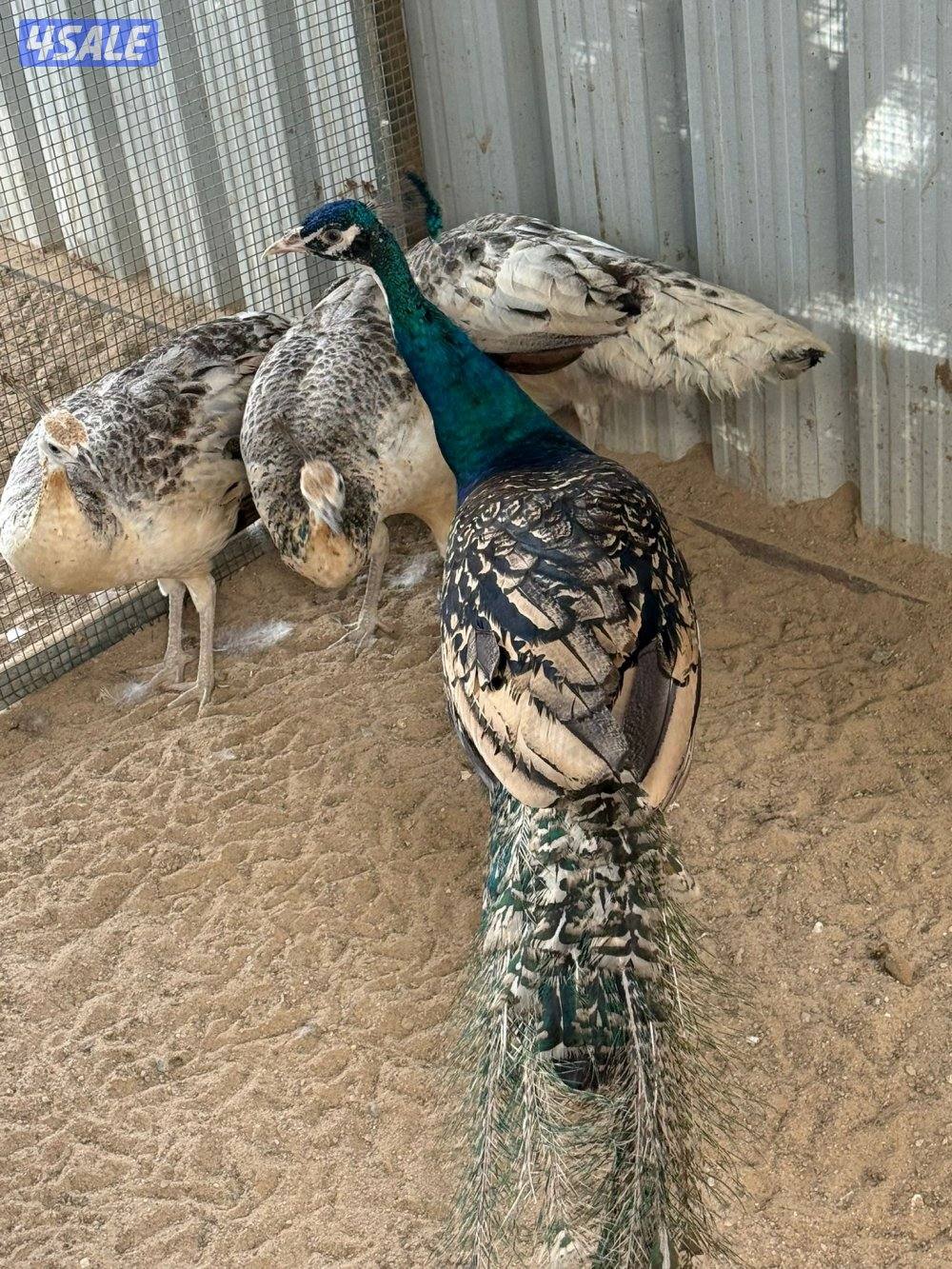 للبيع طواويس0