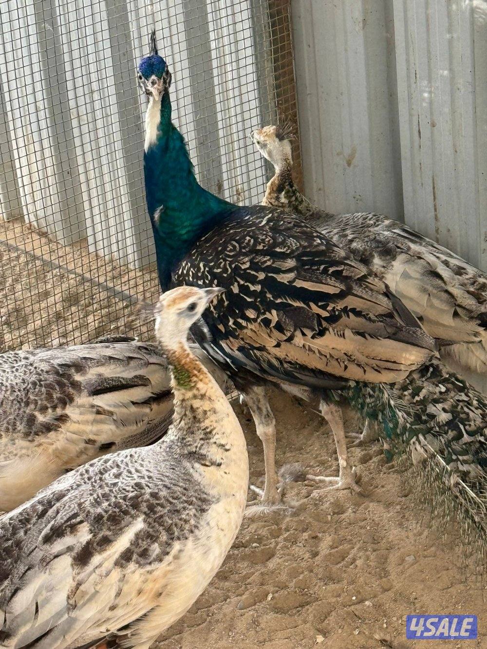 للبيع طواويس2