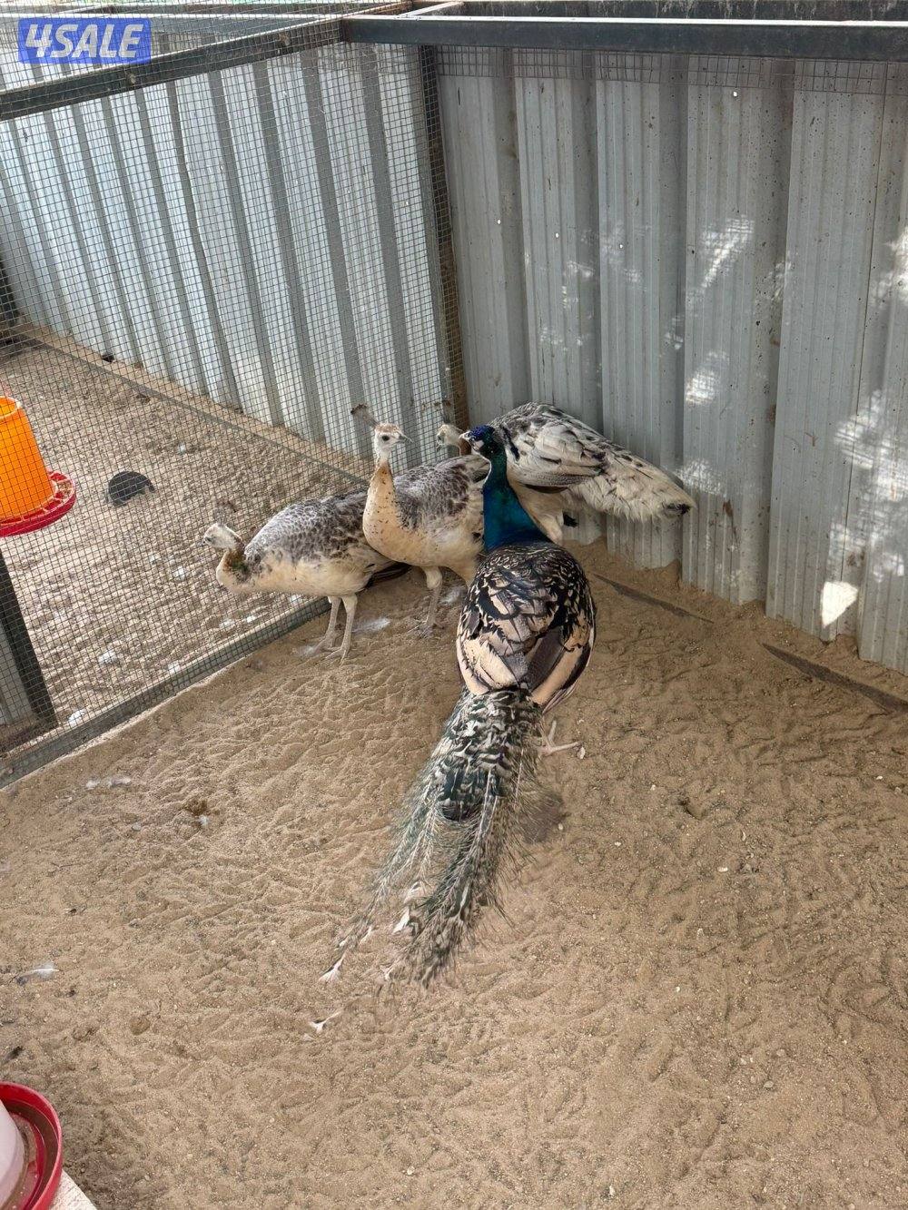 للبيع طواويس1