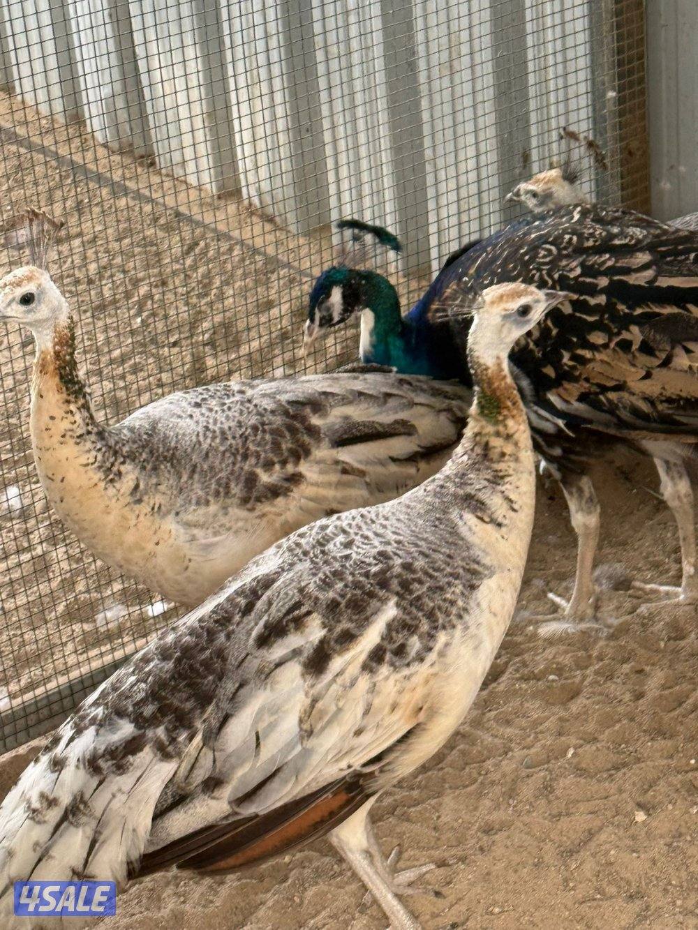 للبيع طواويس3