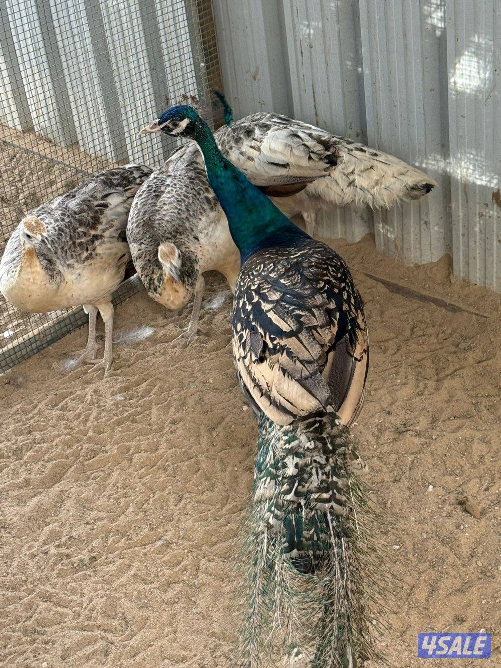 للبيع طواويس4