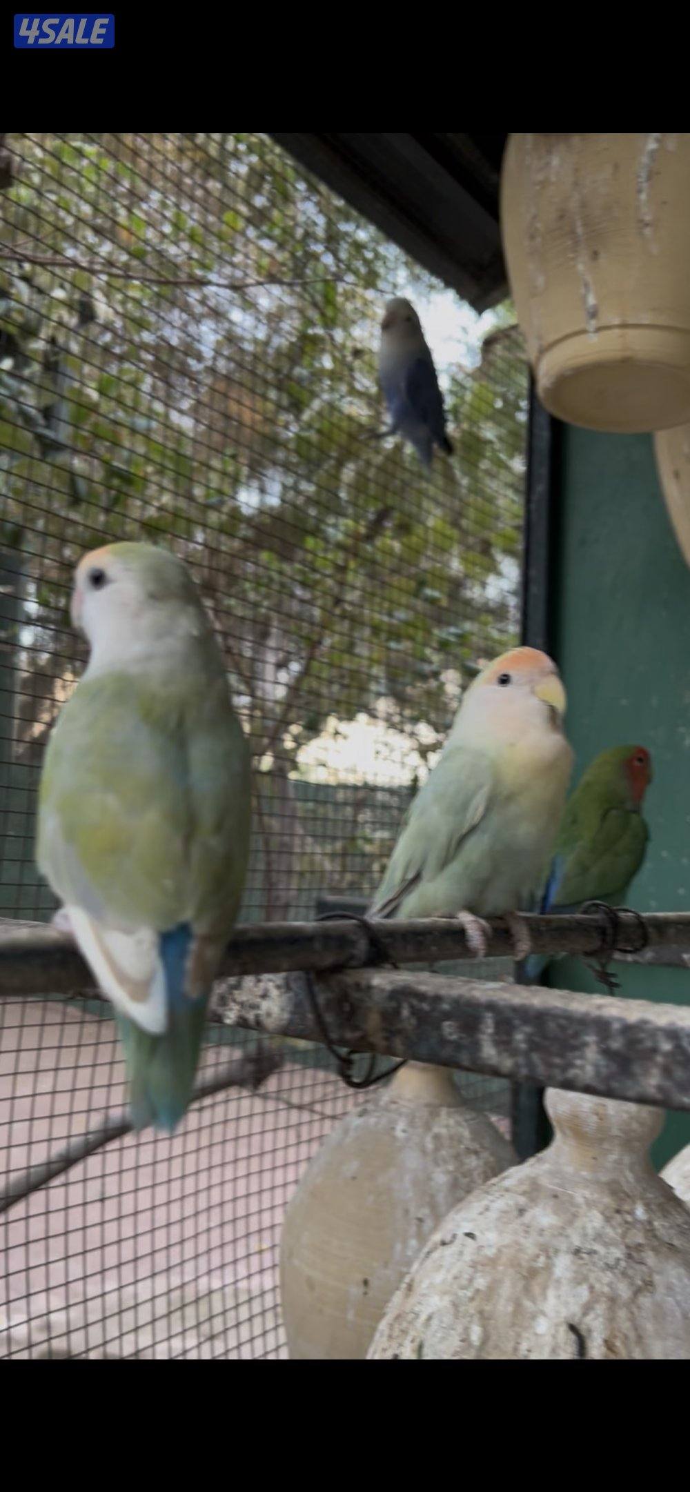 لوف بيرد مع فشر0