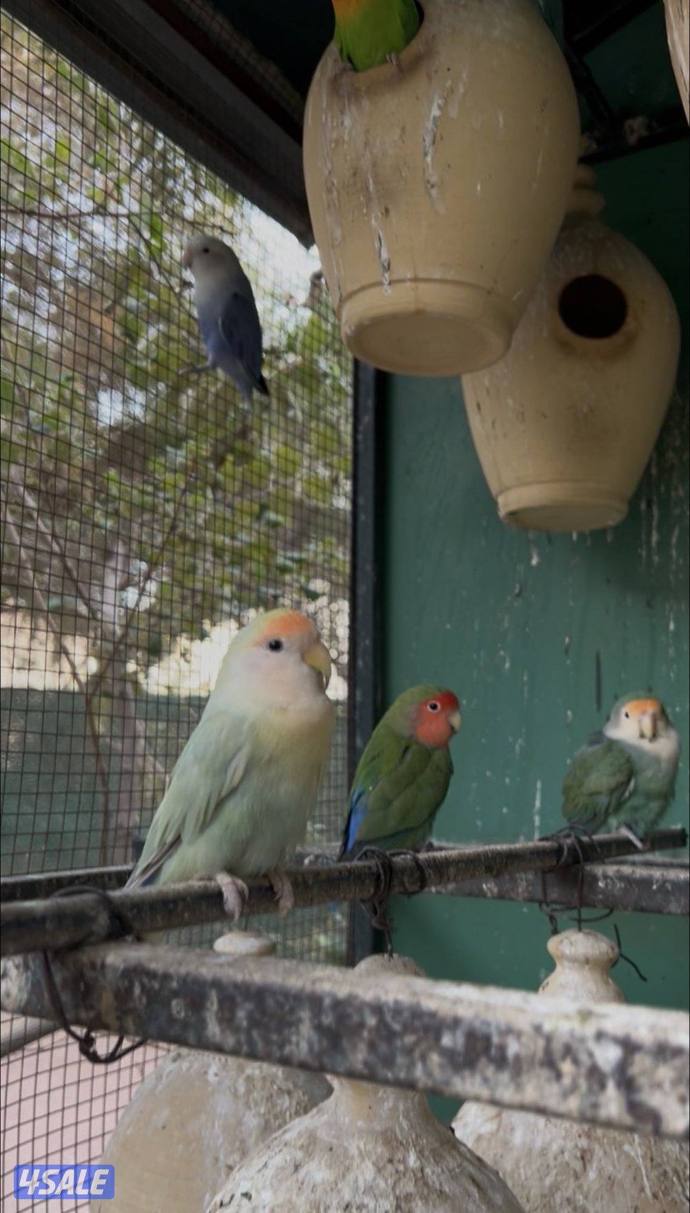 لوف بيرد مع فشر1