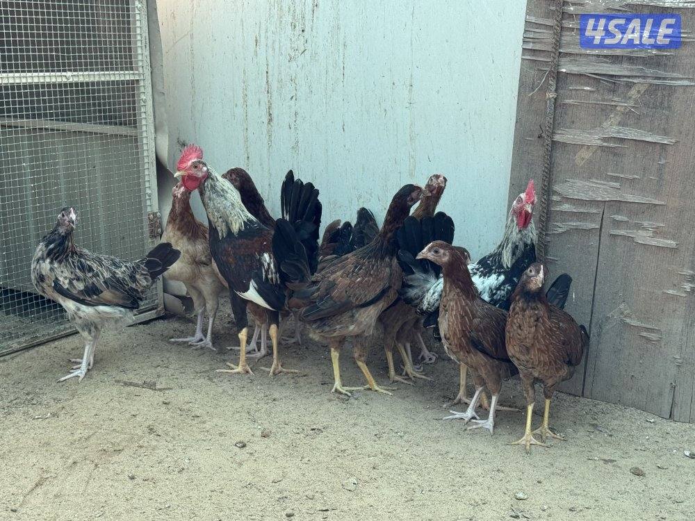 دجاج عربي  العدد12 ، عشر وديجين مرازع الوفره بقرب الوفره السكنيه0