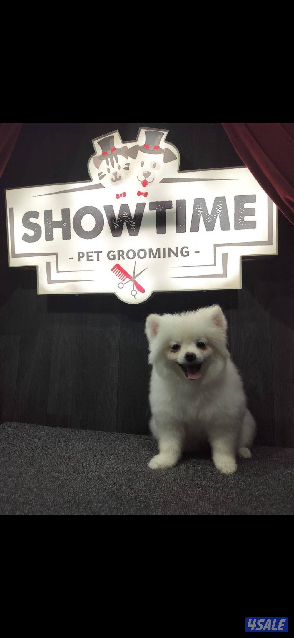 Pomeranian dog, female fully vaccinated0