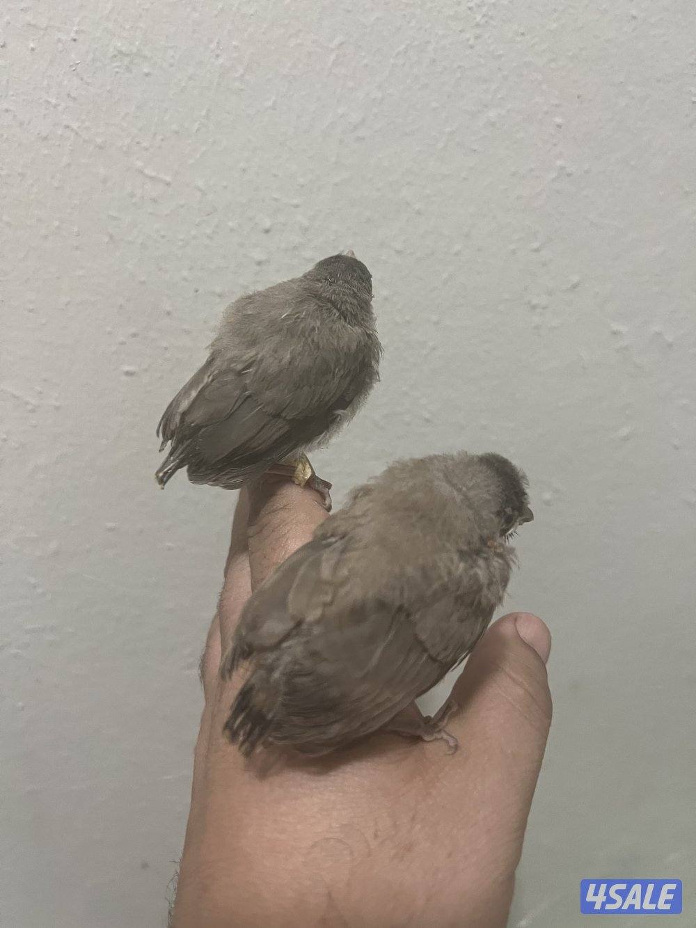 فروخ بلابل جامبو  صحه زينه ريش نظيف1