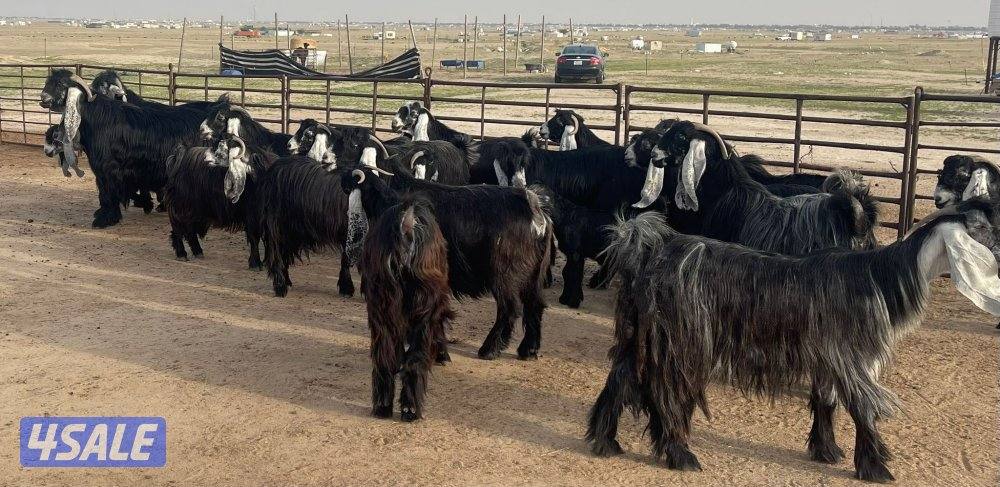 وراء شبك الاذاعه0