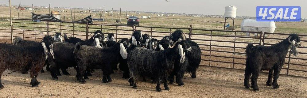 وراء شبك الاذاعه1