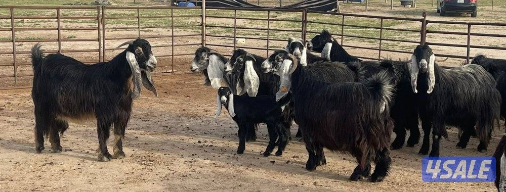 وراء شبك الاذاعه2