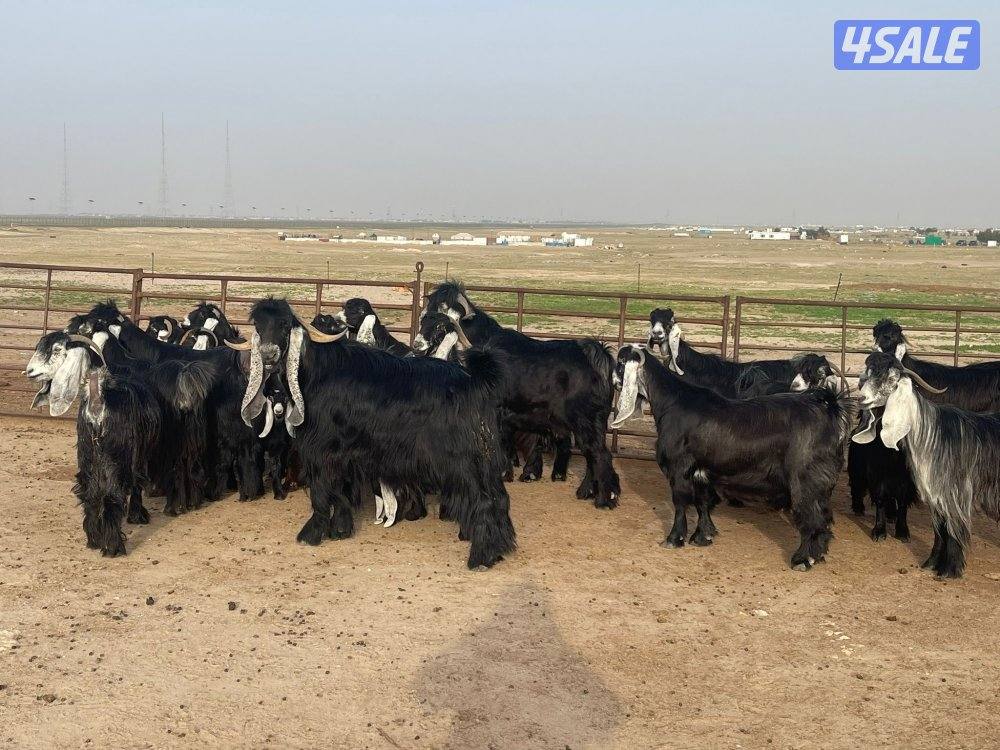 وراء شبك الاذاعه3